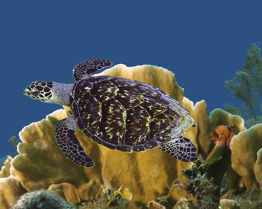 The Sea Turtle by Paula Porterfield-Izzo The Sea Turtle by Paula Porterfield-Izzo