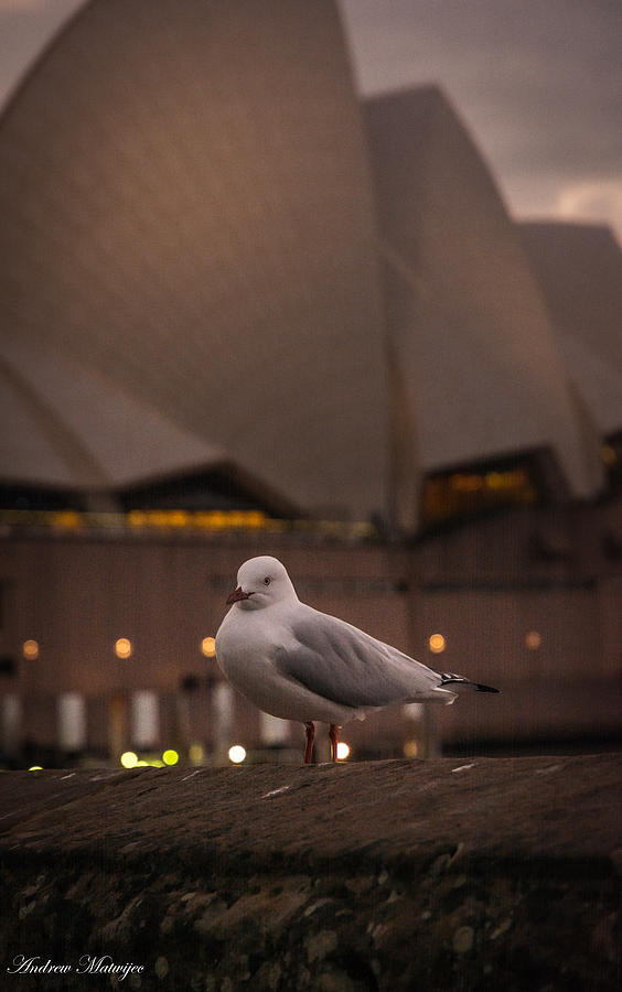 The Seagull Photograph by Andrew Matwijec