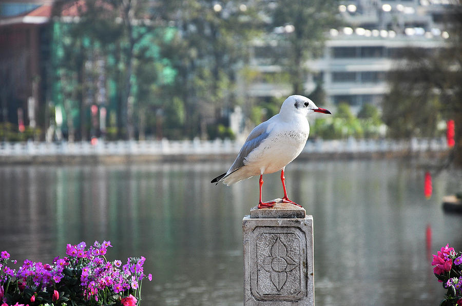 The seagull Photograph by Carl Ning