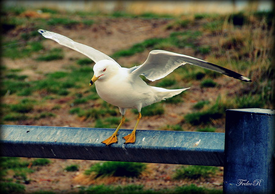 Bird Photograph - The Seagull by FedcoR Productions