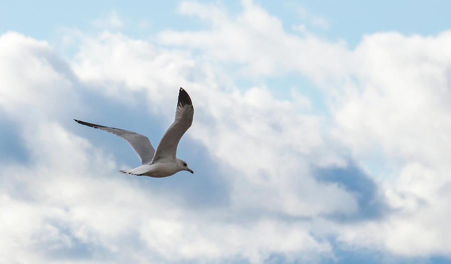 The Seagull Photograph