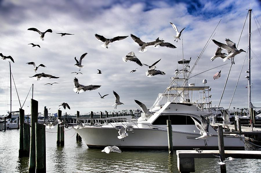 Bird Photograph - The Seagulls in the Harbor  by Southern Tradition