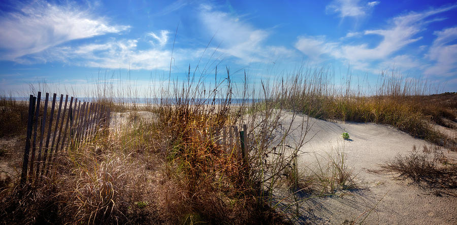 The Seashore Dunes Photograph by Debra and Dave Vanderlaan