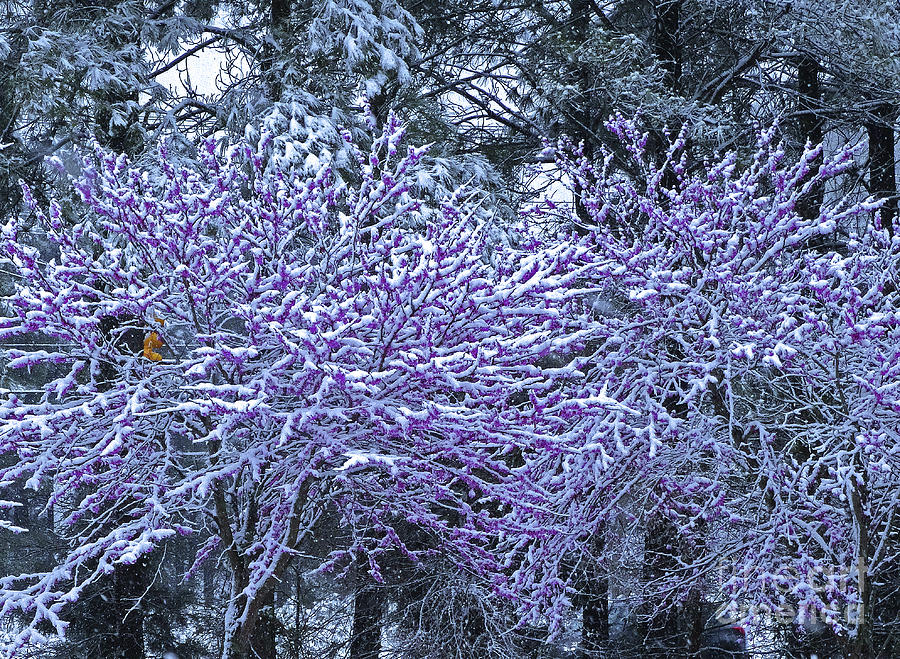 The Seasons Collide Photograph by Eunice Warfel