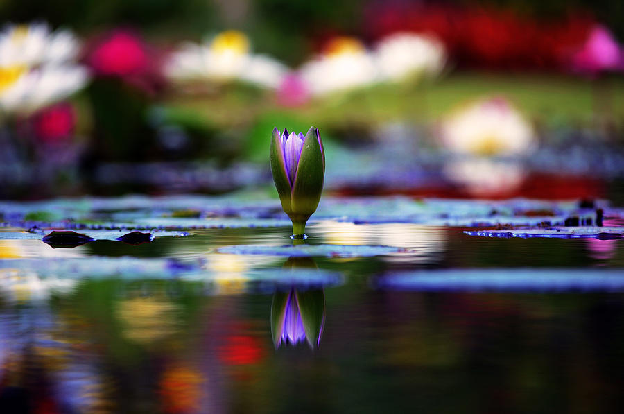 Lily Photograph - The Secret Garden by Melanie Moraga