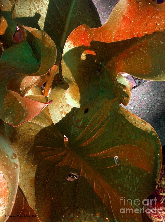 The Secret Lives Of Leaves Photograph