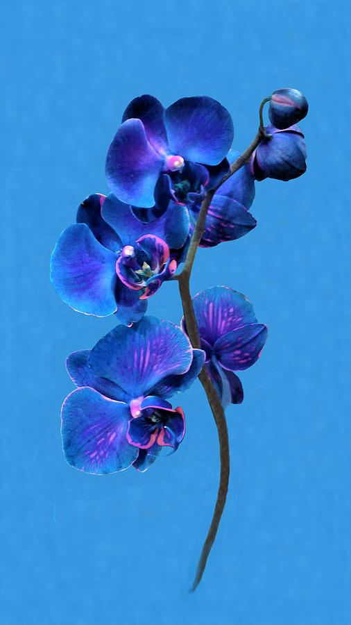 The Secret of Blue Orchid Photograph by Olga Zavgorodnya - Fine Art America