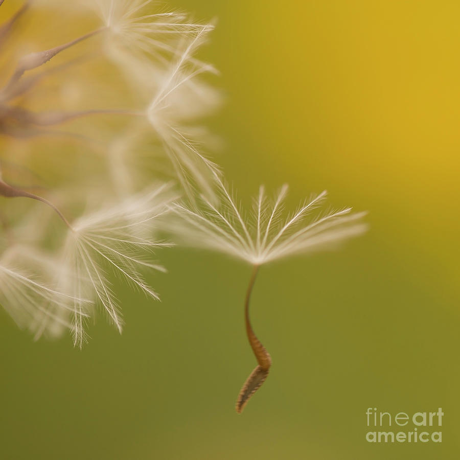 The seed head of a Crepis palaestina Photograph by Alon Meir
