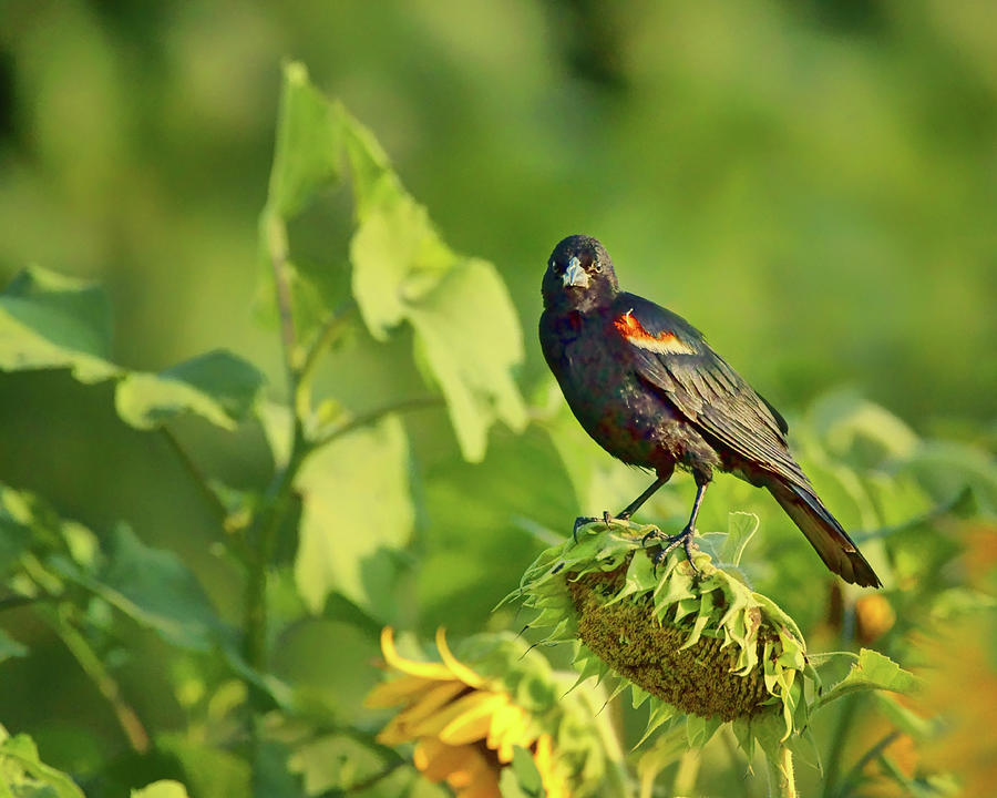 The Seed Head - Red-Winged Blackbird Photograph by Nikolyn McDonald