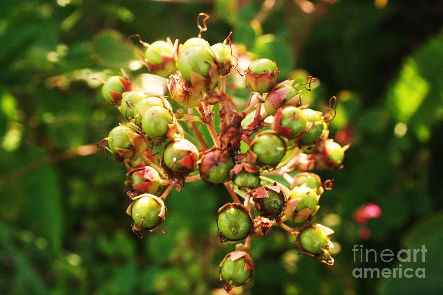 Nature Photograph - The Seeds of Myrtle by Maria Young