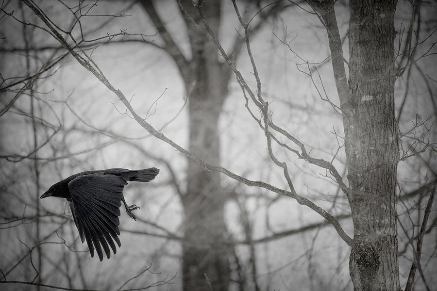 Crow Photograph - The Sentinel  by Angie Rea