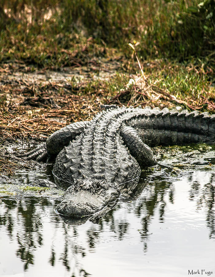 The Sentinel Photograph by Mark Fuge | Fine Art America