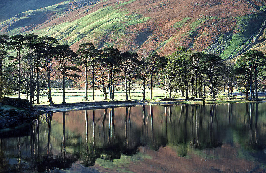Tree Photograph - The Sentinels Buttermere by John Perriment
