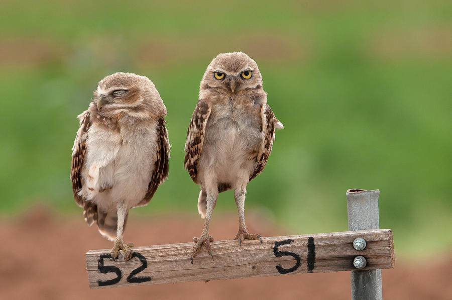 Burrowing Owls Photograph by Tam Ryan