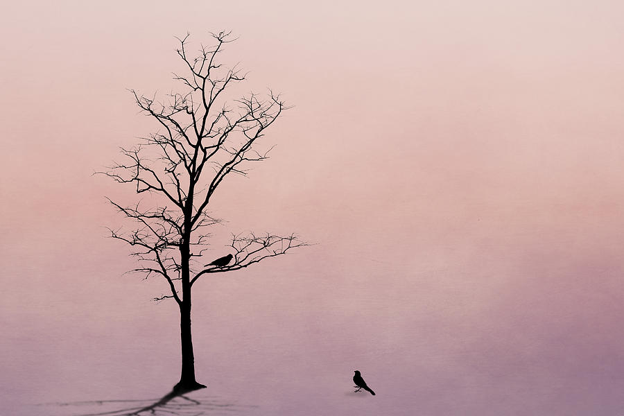 Bird Photograph - The Serenade by Tom Mc Nemar