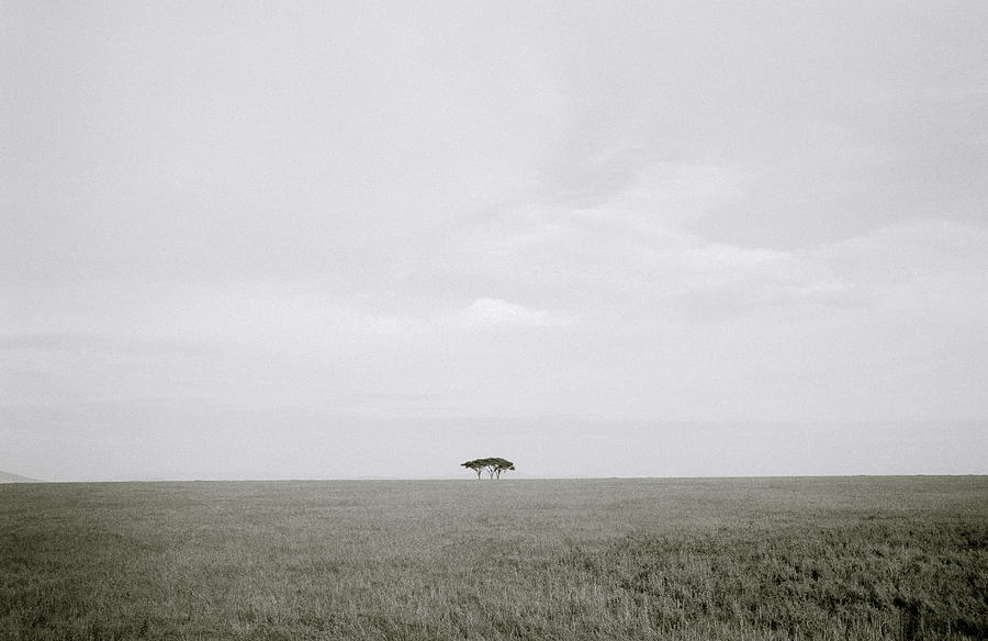 The Serengeti Photograph by Shaun Higson