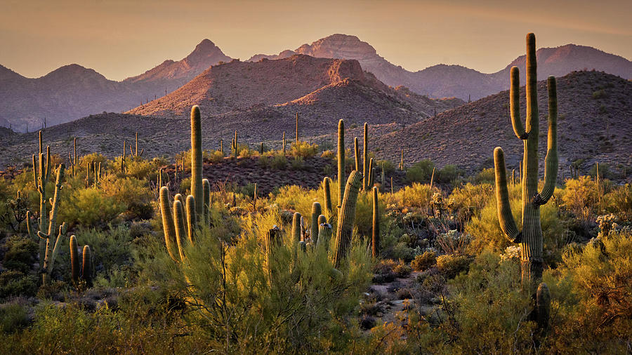 The Serenity of the Sonoran  Photograph by Saija Lehtonen