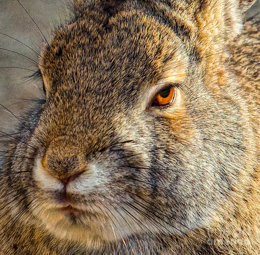 Bad Hare Day Photograph by Lisa Manifold
