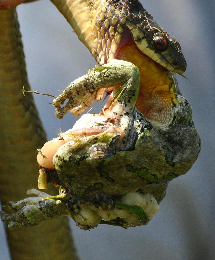 The Serpent and The Frog Photograph by Lisa DiFruscio
