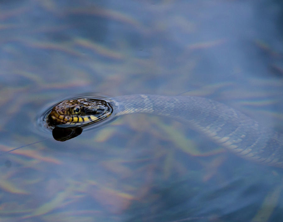 The Serpent Photograph by Steve Marler