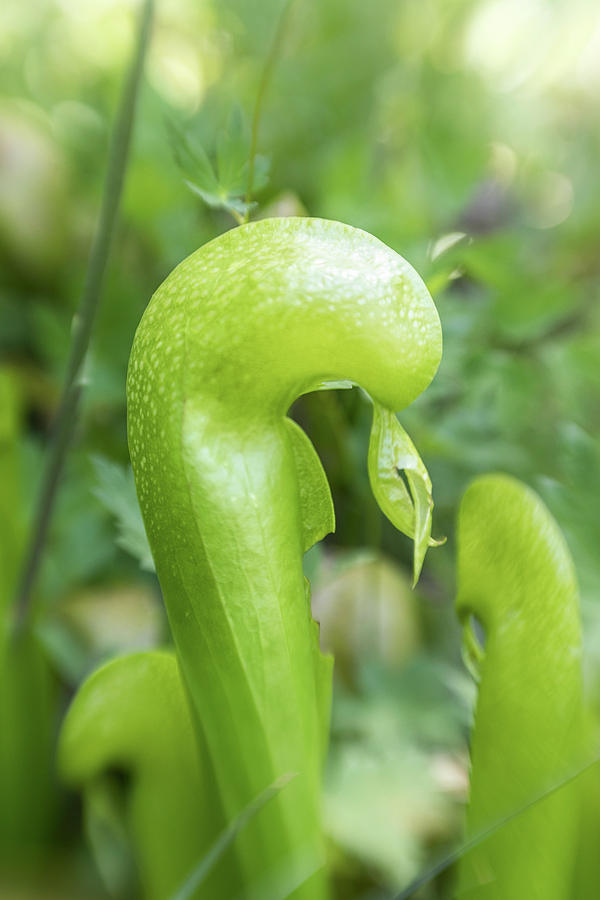 The Serpentine Tongue of a Cobra Lily Photograph by Marnie Patchett