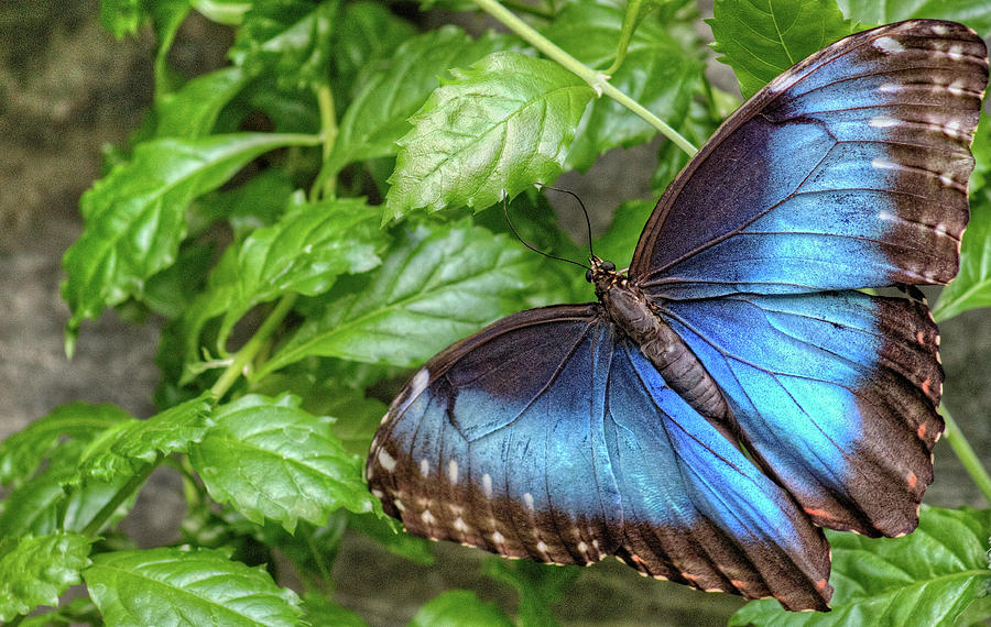 The Sertoma Butterfly House and Marine Cove in Sioux Falls, South ...