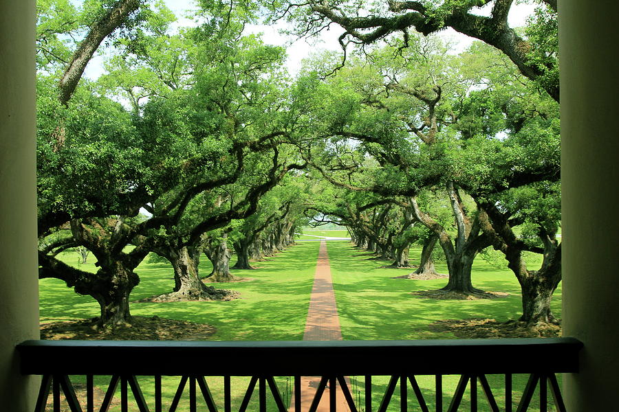 The Shade of the Oak Tree Photograph by Brandy Little
