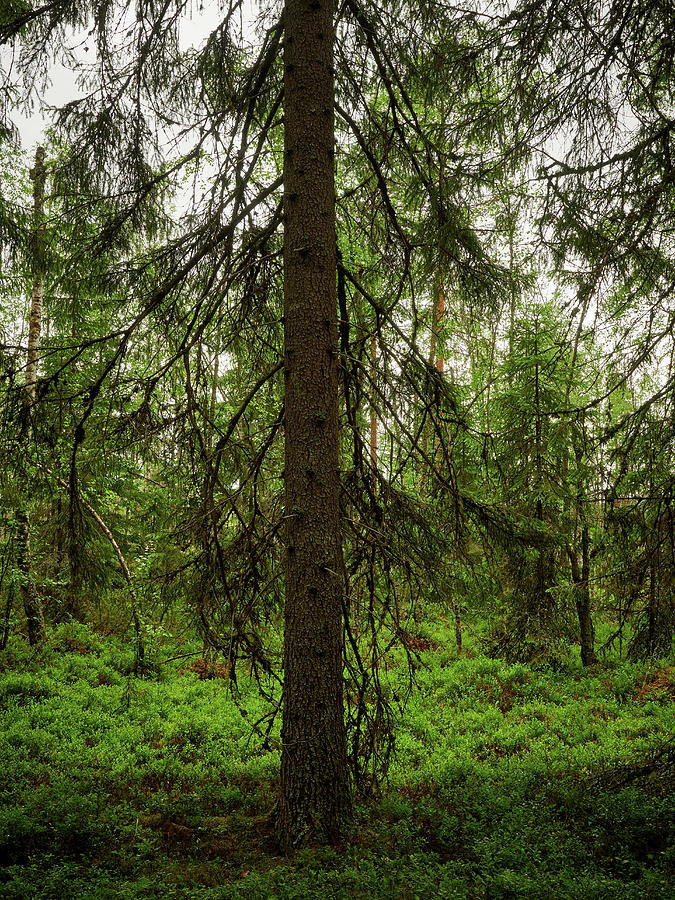 The Shadow of the Spruce Photograph by Jouko Lehto