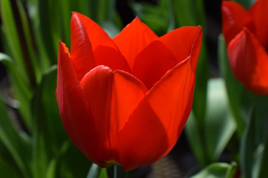 the shadows of a Tulip Photograph by Jimmy Chuck Smith | Fine Art America