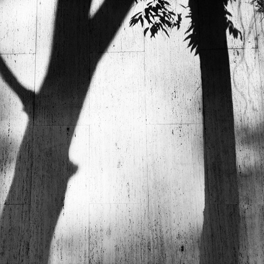 Tree Photograph - The Shadows On The Wall Tell All by Alicia Boal