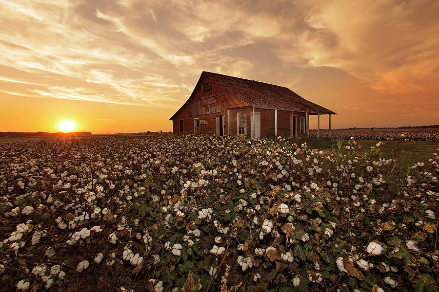Cotton Photograph - The Sharecropper Shack by Eilish Palmer