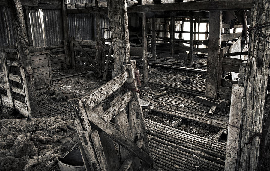 the shearing shed photograph by sd smart