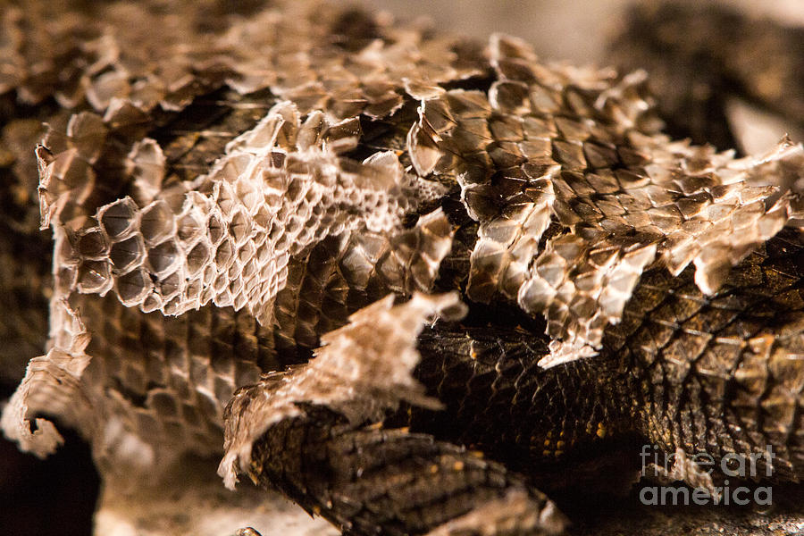 Lizard Photograph - The Shed by Shawn Jeffries