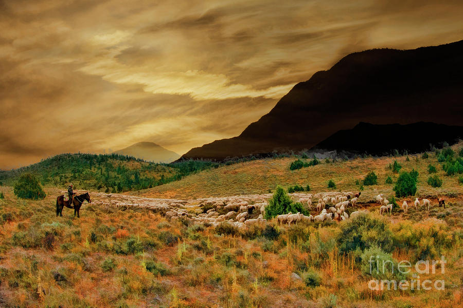 The Sheepherder Photograph by Blake Richards