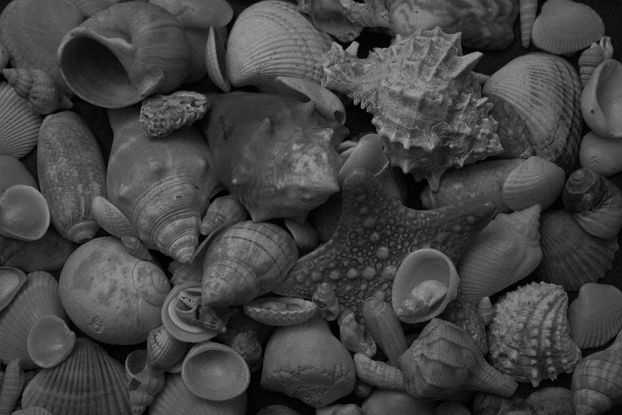 The Shells Black and White Photograph by Christopher J Kirby
