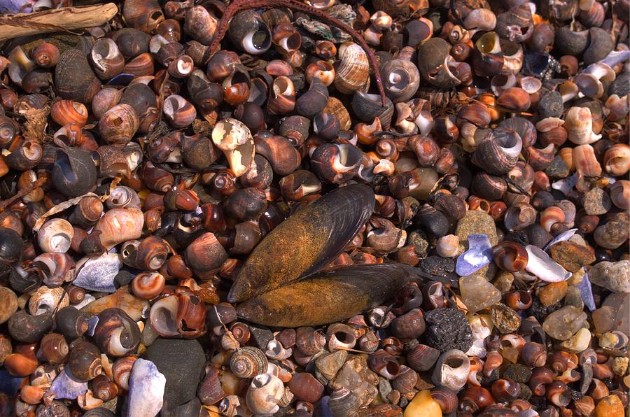 The Shells Photograph by David Bishop