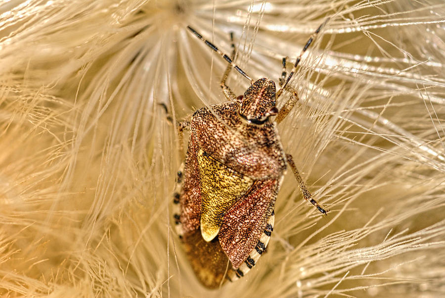 The Shield Bug - Pentatomoidea 3 Photograph