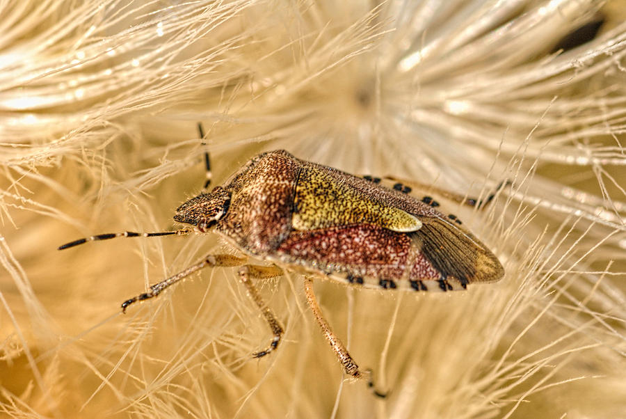 The Shield Bug - Pentatomoidea 4 Photograph
