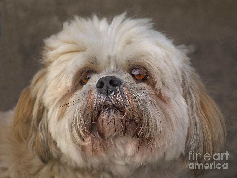 The Shih Tzu Photograph by Linsey Williams