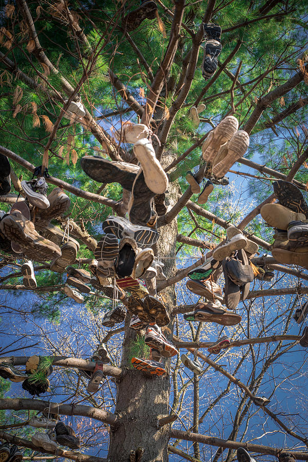 bass shoe trees