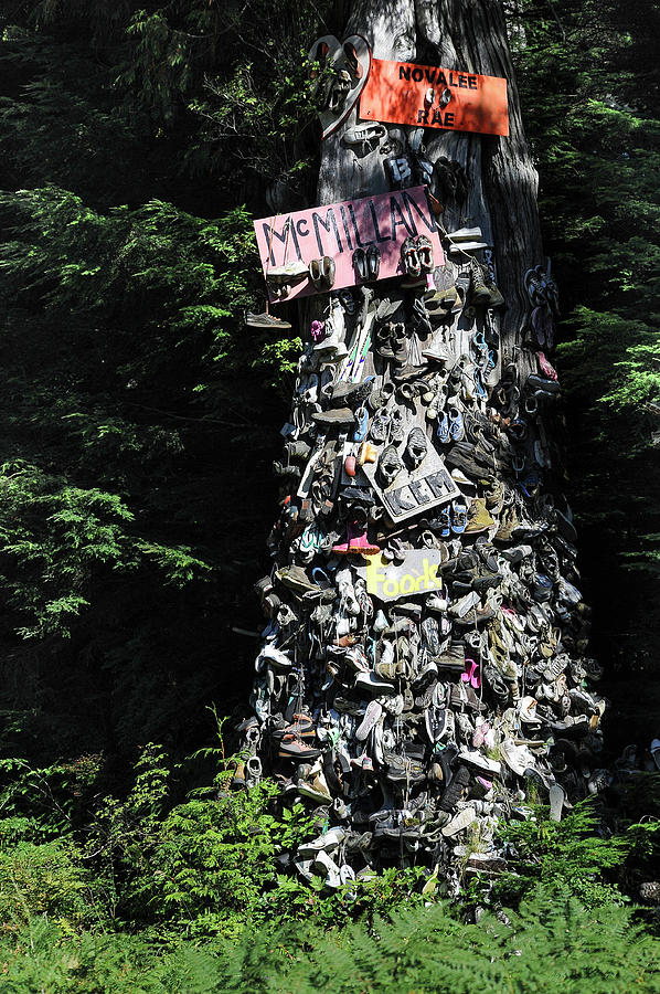 The Shoe Tree Photograph by Mary Lee Dereske