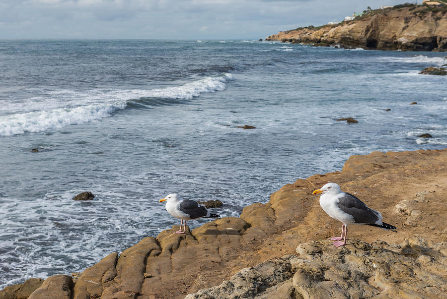 The Shore Patrol - California Coast Seagull Photograph Photograph by Duane Miller