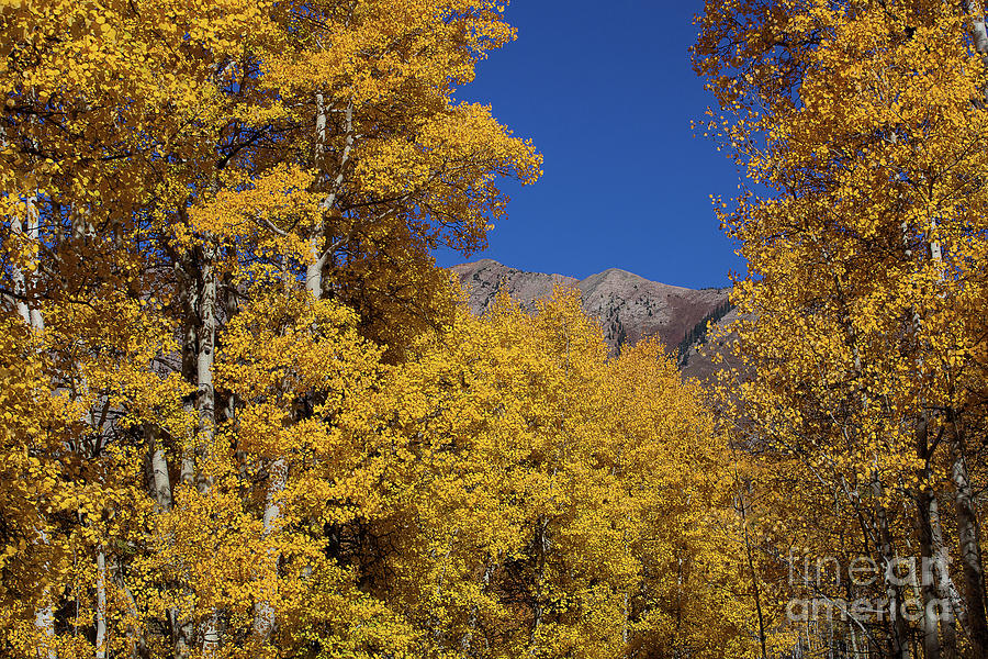 The Shroud of Autumn Photograph by Jim Garrison