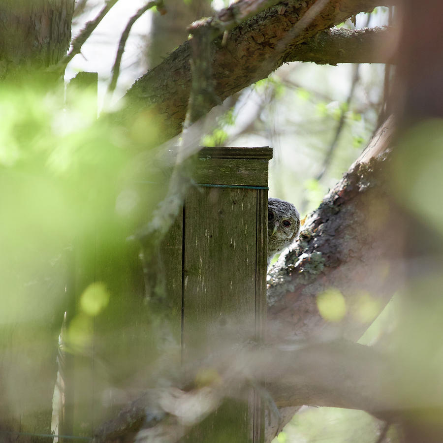 The Shy one. Tawny owl juvenile Photograph by Jouko Lehto