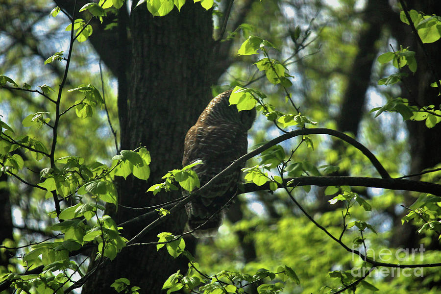 The Shy Owl Photograph by Laura Birr Brown - Fine Art America