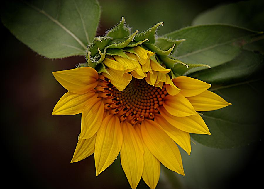 The Shy Sunflower Photograph by Karen McKenzie McAdoo