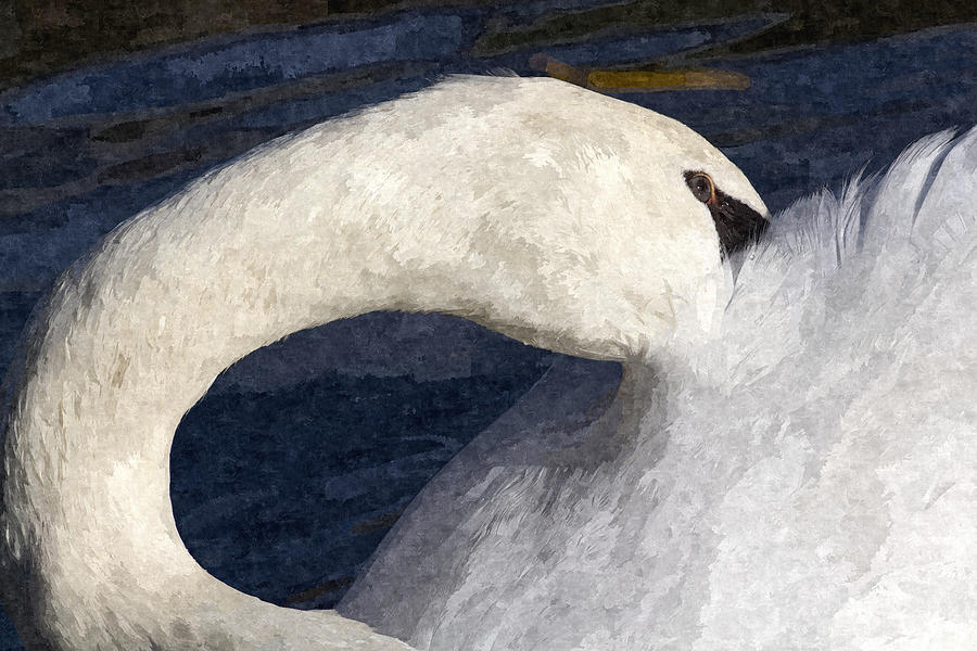 The Shy Swan Art Photograph by David Pyatt