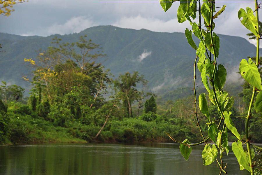 The Sibun River through Vines Belmopan Belize Photograph by Toby ...