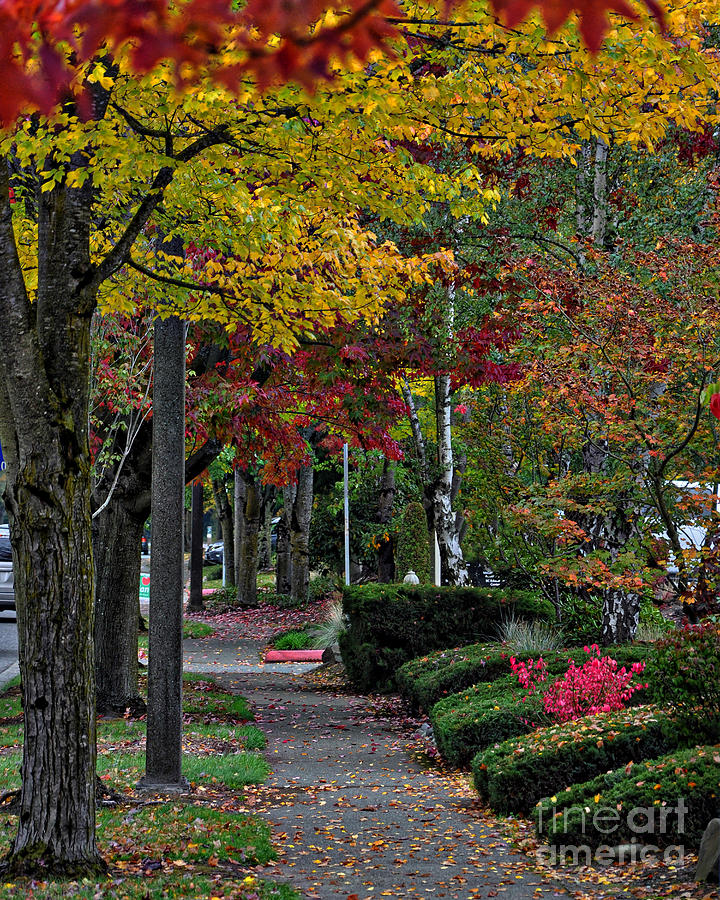 The Sidewalk And Fall Photograph by Kirt Tisdale