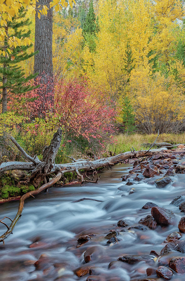 The Sierra Autumn Photograph by Jonathan Nguyen